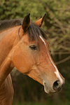 pferdefotos deutsches_reitpony