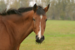 pferdefotos deutsches_reitpony