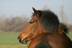 pferdefotos deutsches_reitpony