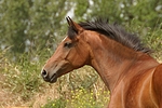 pferdefotos deutsches_reitpony
