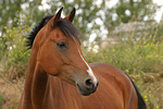 pferdefotos deutsches_reitpony
