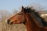 pferdefotos deutsches_reitpony