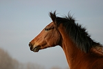 pferdefotos deutsches_reitpony