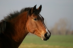 pferdefotos deutsches_reitpony