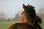 pferdefotos deutsches_reitpony