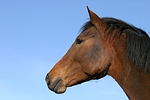 pferdefotos deutsches_reitpony