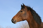 pferdefotos deutsches_reitpony