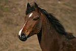 pferdefotos deutsches_reitpony