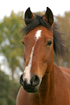 pferdefotos deutsches_reitpony