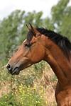 pferdefotos deutsches_reitpony