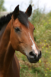 pferdefotos deutsches_reitpony