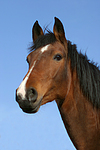 pferdefotos deutsches_reitpony