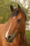 pferdefotos deutsches_reitpony