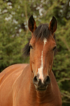 pferdefotos deutsches_reitpony