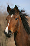 pferdefotos deutsches_reitpony