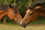pferdefotos deutsches_reitpony
