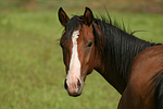 pferdefotos deutsches_reitpony