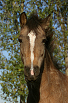 pferdefotos deutsches_reitpony