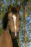 pferdefotos deutsches_reitpony