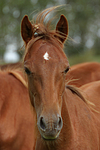 pferdefotos deutsches_reitpony