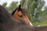 pferdefotos deutsches_reitpony