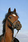 pferdefotos deutsches_reitpony