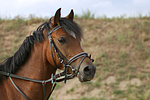 pferdefotos deutsches_reitpony