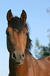 pferdefotos deutsches_reitpony