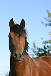 pferdefotos deutsches_reitpony