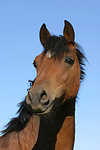 pferdefotos deutsches_reitpony