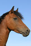 pferdefotos deutsches_reitpony