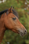 pferdefotos deutsches_reitpony