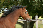 pferdefotos deutsches_reitpony