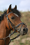 pferdefotos deutsches_reitpony