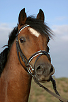 pferdefotos deutsches_reitpony