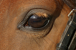 pferdefotos deutsches_reitpony