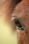 pferdefotos deutsches_reitpony