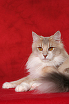 katzenfotos norwegische_waldkatze