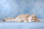 katzenfotos norwegische_waldkatze