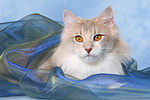 katzenfotos norwegische_waldkatze