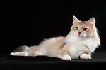 katzenfotos norwegische_waldkatze