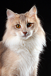 katzenfotos norwegische_waldkatze