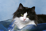 katzenfotos norwegische_waldkatze