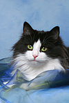 katzenfotos norwegische_waldkatze