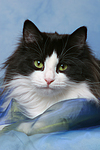katzenfotos norwegische_waldkatze