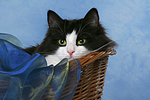 katzenfotos norwegische_waldkatze