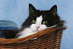 katzenfotos norwegische_waldkatze