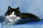 katzenfotos norwegische_waldkatze
