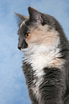 katzenfotos norwegische_waldkatze