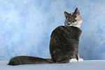 katzenfotos norwegische_waldkatze